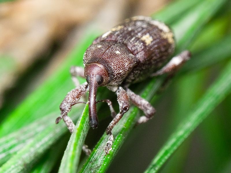 Pissodes castaneus (De Geer, 1775)